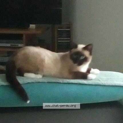 Photo 1/1 ELYPS Chat perdu à Barbonne fayel