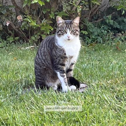 Photo de chat perdu à Bresles