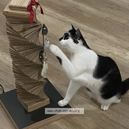 Photo 1/1 Chat retrouvé Perdu à Chaze sur argos