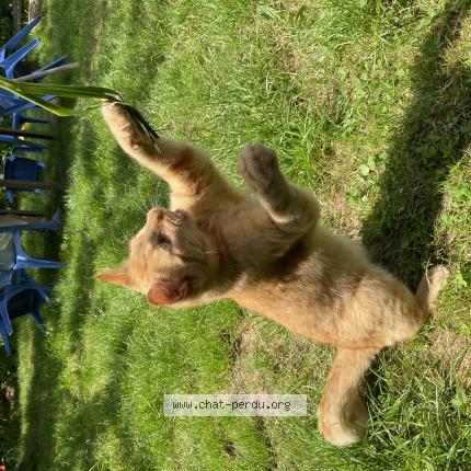 Photo 1/1 Tigrou Chat perdu à Plouha