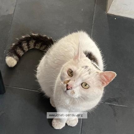 Photo de chat perdu à Asnieres Sur Seine