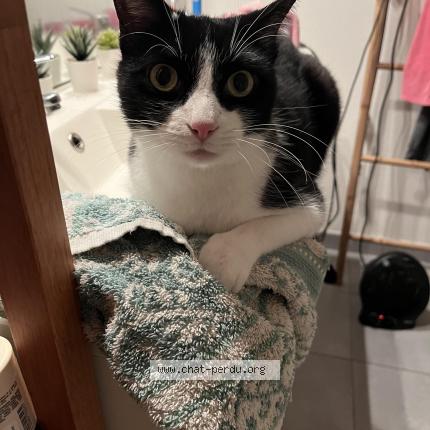 Photo 1/1 Martini Chat perdu à Launaguet