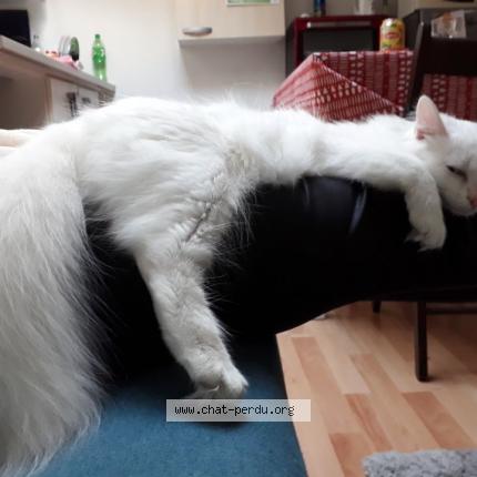 Photo de chat perdu à Cournonterral