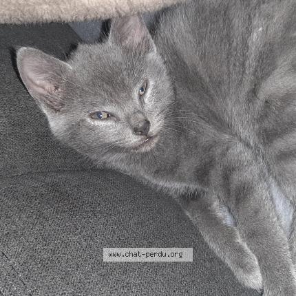 Photo de chat perdu à Revel