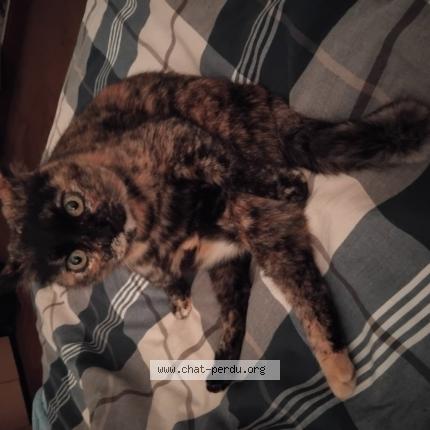 Photo de chat perdu à Ste Livrade Sur Lot