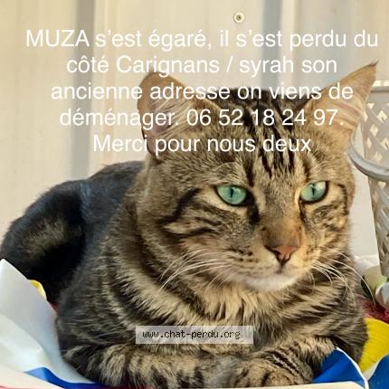 Photo 1/1 Chat retrouvé Perdu à Grabels