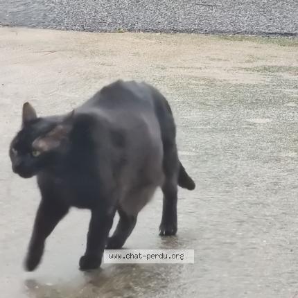 Photo 1/1 Chat retrouvé Perdu à Canet En Roussillon