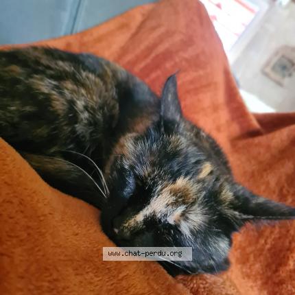 Photo de chat perdu à Berthegon
