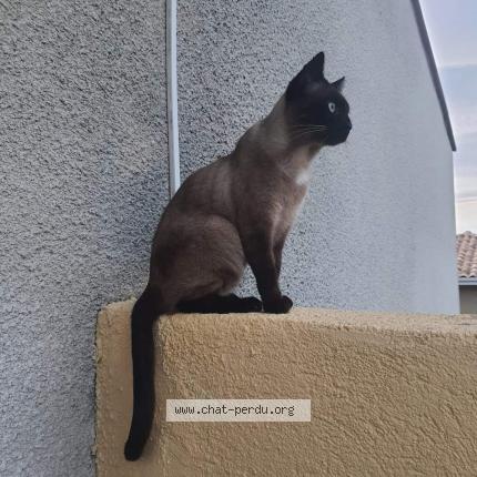Photo 1/1 Rambo Chat perdu à Perpignan