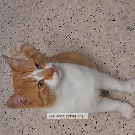 Photo 1/1 Minet Chat perdu à Ales