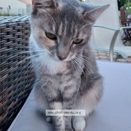 Photo 1/1 Chat retrouvé Perdu à Arveyres