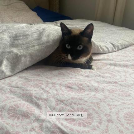 Photo de chat perdu à Saint Andre De La Roche