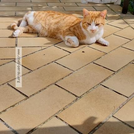Photo de chat perdu à Vigneux Sur Seine