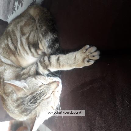 Photo de chat perdu à Soligny La Trappe