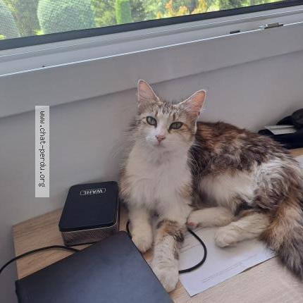 Photo de chat trouvé à Bagnols Sur Ceze