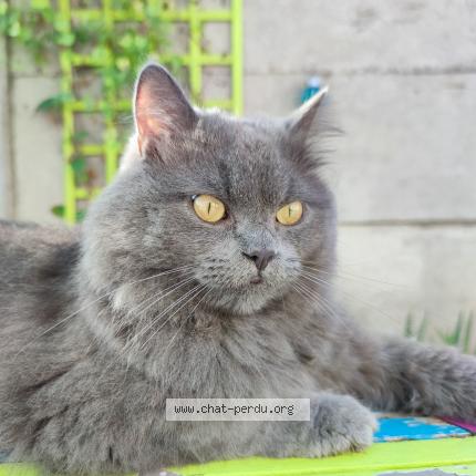 Photo de chat perdu à Sainghin En Weppes