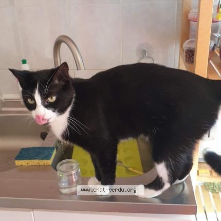 Photo 1/1 Choco Chat perdu à Gap