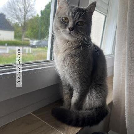 Photo 1/1 Chat retrouvé Perdu à Pluvigner
