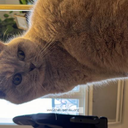 Photo 1/1 Chat retrouvé Perdu à 94200 Ivry Sur Seine