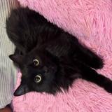Photo de chat perdu à Geneve