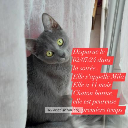 Photo 1/1 Chat retrouvé Perdu à Montgiscard