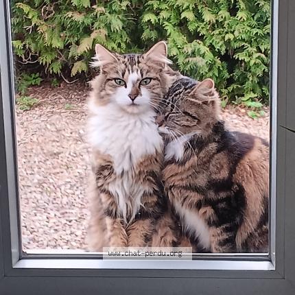 Photo 1/1 Minnie Chat perdu à Bethoncourt