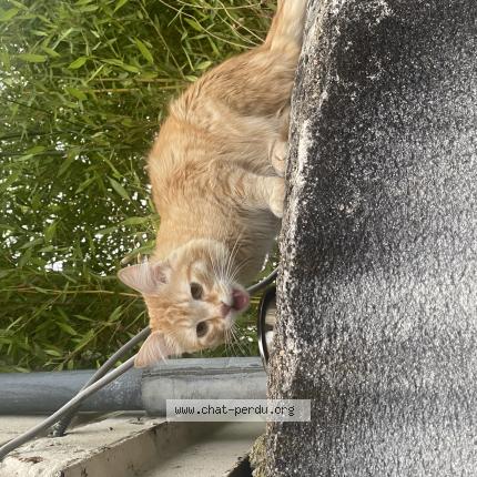 Photo de chat trouvé à Saumur