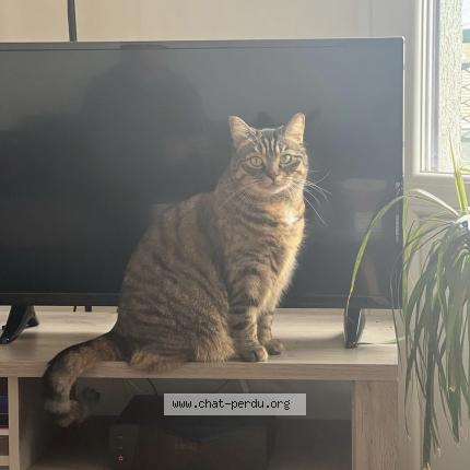 Photo de chat perdu à Nantes