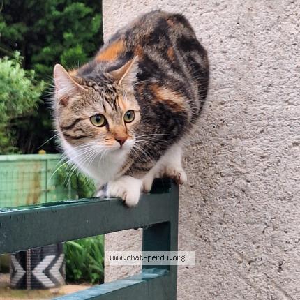 Photo 1/1 Kaly Chat perdu à Villiers en desoeuvre