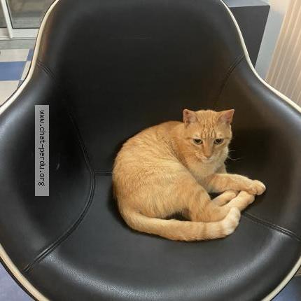 Photo 1/3 Chat retrouvé Perdu à Beynost