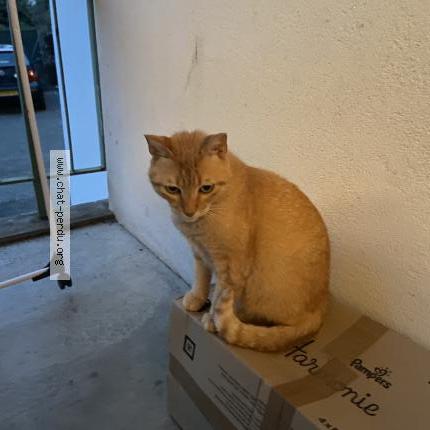Photo 2/3 Chat retrouvé Perdu à Beynost