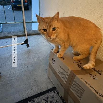 Photo 3/3 Chat retrouvé Perdu à Beynost