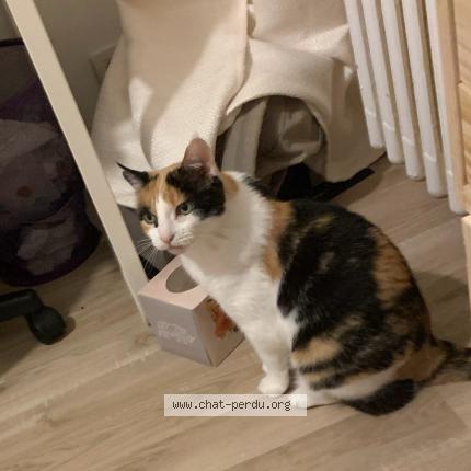 Photo 1/1 Châtaigne Chat perdu à Rennes