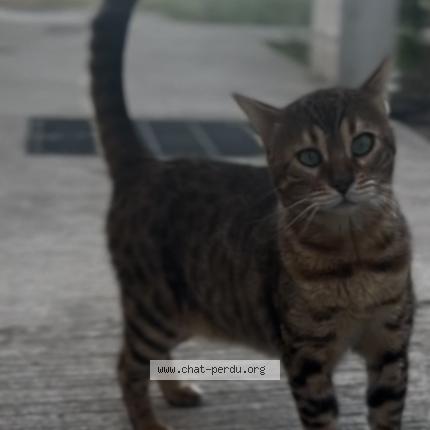 Photo de chat perdu à Servian
