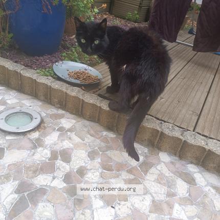 Photo 1/1 Chat retrouvé Trouvé à Savigny Sur Orge