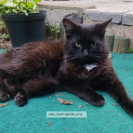 Photo de chat perdu à Les Ulis