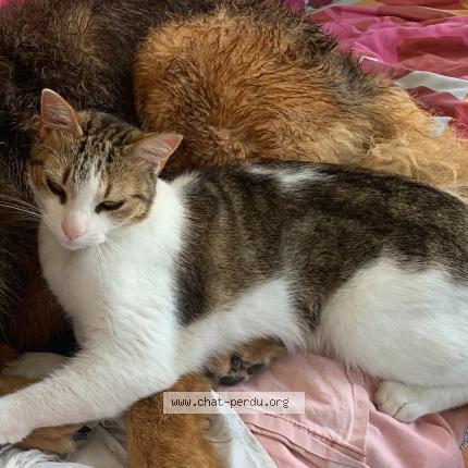Photo de chat perdu à Toulouse