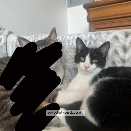 Photo de chat perdu à Colmar