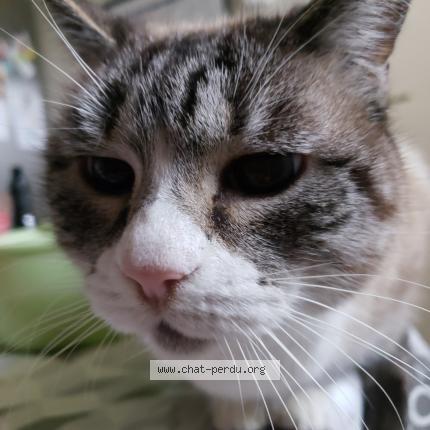 Photo 1/1 bella Chat perdu à Finhan