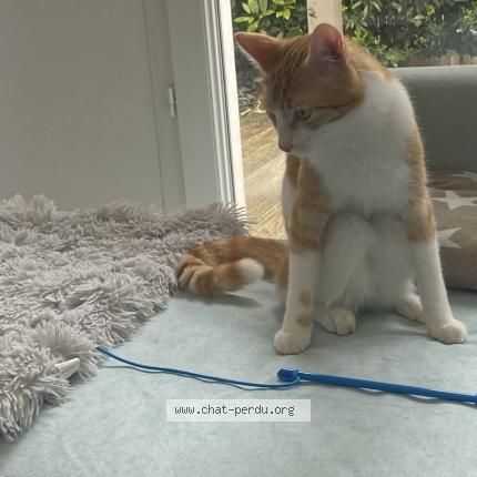 Photo 1/1 Simba Chat perdu à Pessac