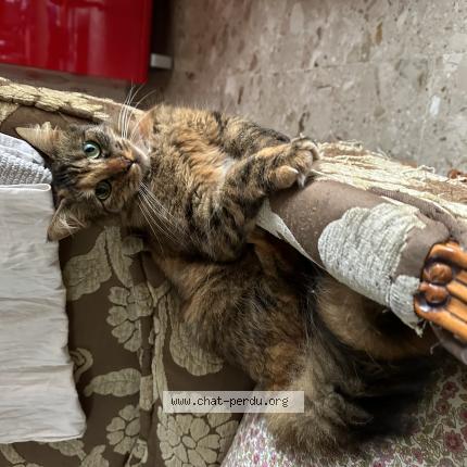 Photo 1/1 Luna Chat perdu à Reims