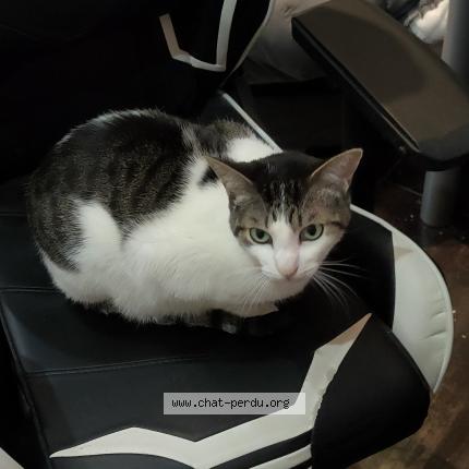 Photo de chat perdu à Beaumont Sur Oise