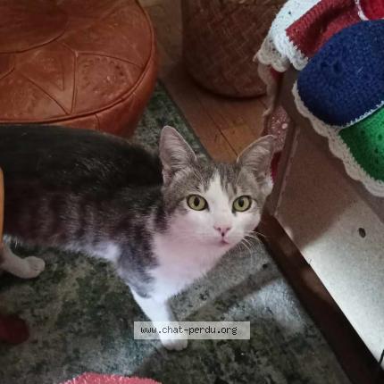 Photo de chat perdu à Echirolles