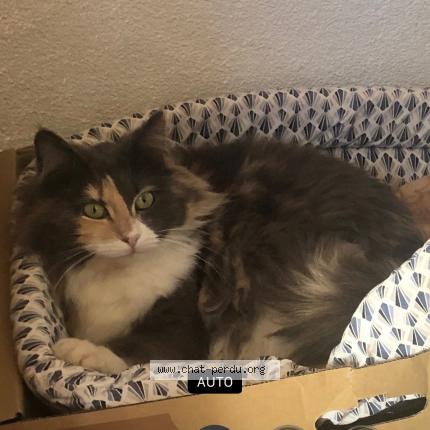 Photo de chat perdu à Les Pennes Mirabeau