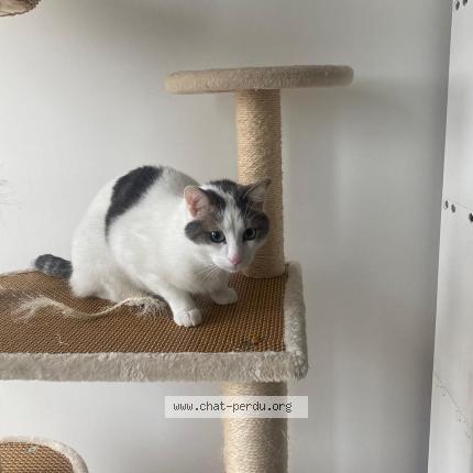 Photo 1/1 Chat retrouvé Perdu à St Fargeau Ponthierry