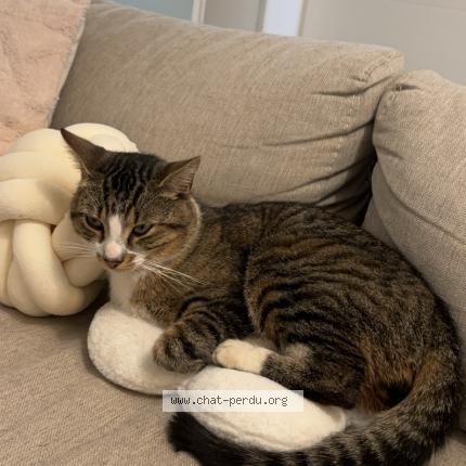 Photo 1/1 Chat retrouvé Perdu à Rillieux