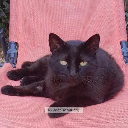 Photo 1/1 Chat retrouvé Perdu à Baillargues