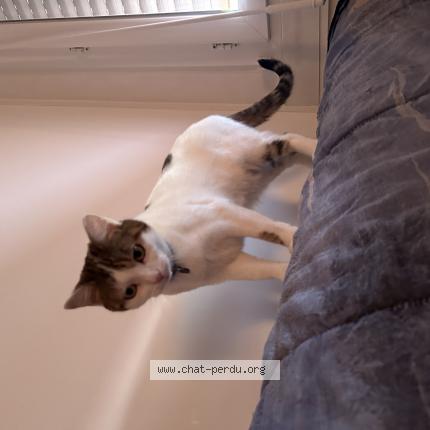 Photo 1/1 Chat retrouvé Perdu à Biscarosse