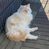 Photo de chat perdu à Chavannes Les Forts