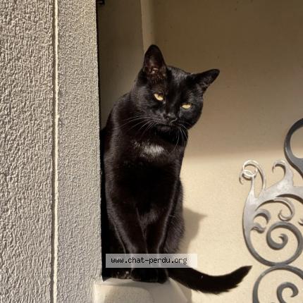 Photo de chat perdu à Bussy Saint Georges